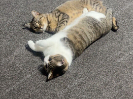 10 month old female cats