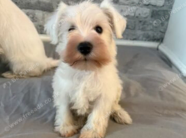 Miniature Schnauzer Puppies, Ready to Go.