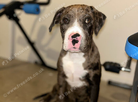 Rottweiler cross English bulldog Staffie puppy