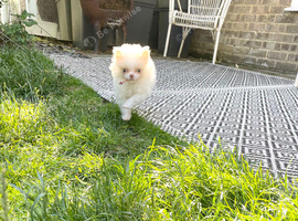 Tiny blue eyed white cream male