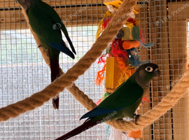 Female conure ( updated )
