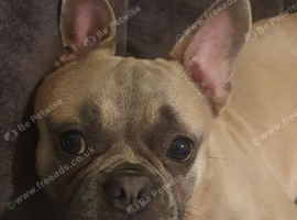 French bulldog tan