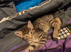 Kitten