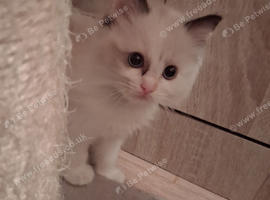 READY NOW GCCF registered Ragdoll kittens
