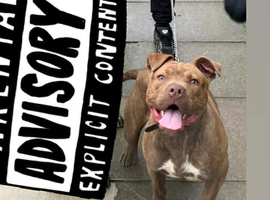 Lovely Mixed Breed Dog - Very Friendly & Well Behaved