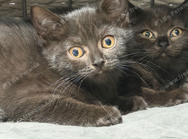 British shorthair girls