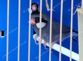 Pr of butiful jarva sparrows