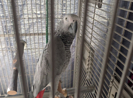 African grey parrot