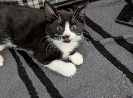 One pretty kitten