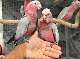 Friendly HandReared Super Tame Cuddly Galah Cockatoo Parrot,27