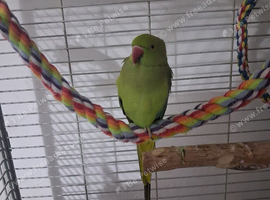 Ring neck (semi tame)