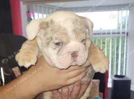 Beautiful Bulldogs pups