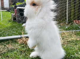 Lionhead rabbits with starter pack