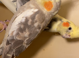 Beautiful young cockateals