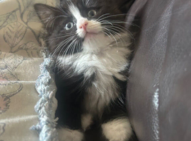 8 week old male kitten