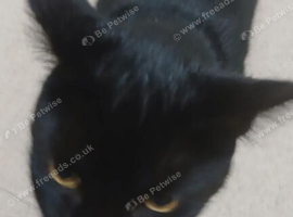 2 female cats for sale