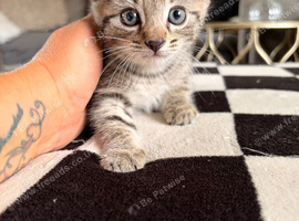 4 tabby kittens mum part ragdoll