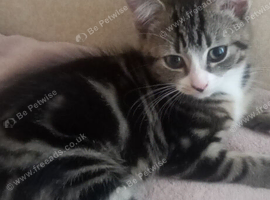 Looking forever loving home