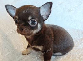 Tiny Chocolate Chihuahua puppies