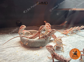 Red monster/ zero baby bearded dragons ready to go!