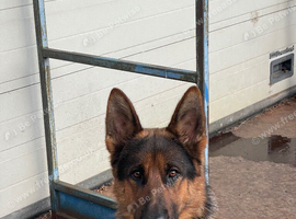 German Shepherd