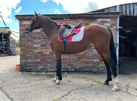 Future show pony