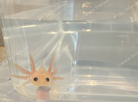 Axolotls ready for homes - various morphs