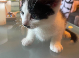 A Kitten Available !