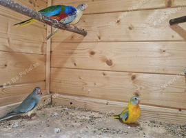Neophema splendida parakeet
