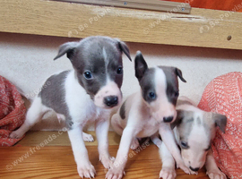 Kc registered whippet pups