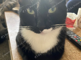 Male cat for rehoming