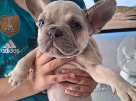 French bulldog pups (kc reg )
