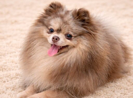 Chocolate Merle Pomeranian stud