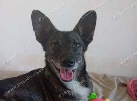 SCOUT - The Dog Who Refused to Give Up ️