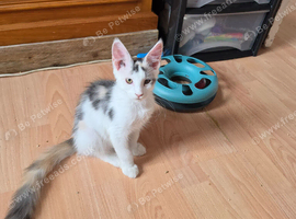 TICA REGISTERED STUNNING KITTENS