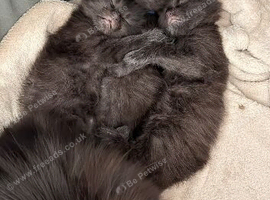 Stunning Long-Haired Kittens &ndash; Maine Coon & Ragdoll Heritage