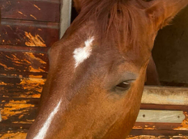 HORSES WANTED FOR LOAN