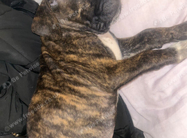 Female cane corso pup