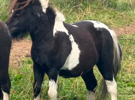 2 yr old reg colt