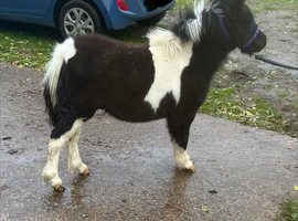 Top quality show colt