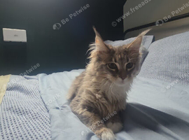 Maine coon