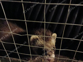 Polecat  ferret jill