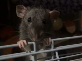 6 rats