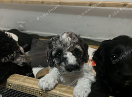 Beautiful Cockapoo Puppies