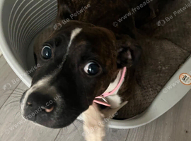 7-Month-Old Staffordshire Bull Terrier x American Bulldog &ndash; Loving Home Wanted