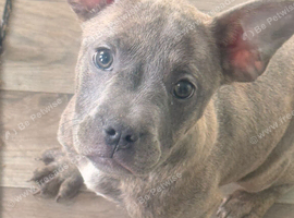 Staffordshire bull terrier x Frenchie