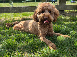 F1B cockapoo puppies