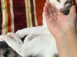 Kitten for sale