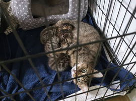3 Kittens Available