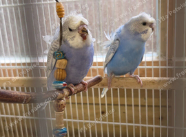Gorgeous, very pretty Helicopter Baby Budgies